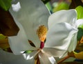 Magnolia blossom closeup of carpels and stamens