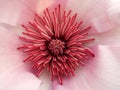 Magnolia blossom - Detail Royalty Free Stock Photo