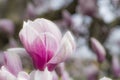 magnolia blossom Royalty Free Stock Photo