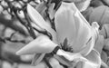 magnolia blossom Royalty Free Stock Photo