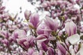 Magnolia blossom Royalty Free Stock Photo