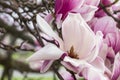 Magnolia blossom Royalty Free Stock Photo