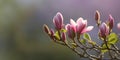 Magnolia blossom flowering on soft background