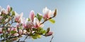 Magnolia blossom flowering on soft background