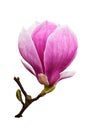 Magnolia blossom isolated Royalty Free Stock Photo