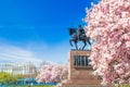 Magnolia blossom and king Tomislav statue in Zagreb, Croatia, in spring