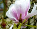 Magnolia blossom and magnolia buds