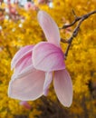 Magnolia Blossom with orange background Royalty Free Stock Photo