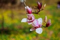 Magnolia blossom park spring Royalty Free Stock Photo