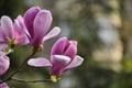 Magnolia blossom Royalty Free Stock Photo