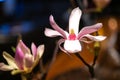 Magnolia blossom with pistil. Beautiful white and pink magnolia blossem with stamp against blue and brown backgroundblue