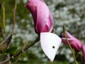 Red Magnolia blossom and magnolia buds Royalty Free Stock Photo