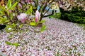 Magnolia blossom in spring Royalty Free Stock Photo