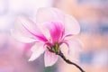 Magnolia blossom in spring, beautiful pink flower on the branch Royalty Free Stock Photo