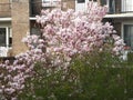 Magnolia blossom spring garden / beautiful flowers park gardena