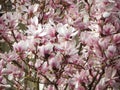 Magnolia blossom spring garden / beautiful flowers park gardena