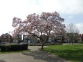 Magnolia blossom spring garden / beautiful flowers park gardena