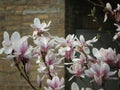 Magnolia blossom spring garden / beautiful flowers park gardena