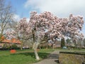 Magnolia blossom spring garden / beautiful flowers park gardena