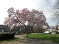 Magnolia blossom spring garden / beautiful flowers park gardena