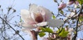 Beautiful magnolia flowers against blue sky background close up. Japanese magnolia. Royalty Free Stock Photo