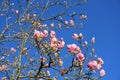 Magnolia blossom tree. Beautiful magnolia flowers against blue sky background close up. Royalty Free Stock Photo