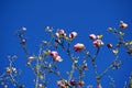 Magnolia blossom tree. Beautiful magnolia flowers against blue sky background close up. Royalty Free Stock Photo