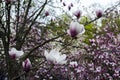 Magnolia blossom tree. Beautiful magnolia flowers against blue sky background close up. Japanese magnolia.Spring Royalty Free Stock Photo
