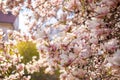 Magnolia blossom tree branches with flower petals in spring in Prague and blue sky Royalty Free Stock Photo