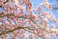 Magnolia blossom tree branches with flower petals in spring in Prague and blue sky Royalty Free Stock Photo