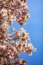 Magnolia blossom tree branches with flower petals in spring in Prague and blue sky Royalty Free Stock Photo