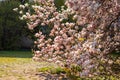 Magnolia blossom tree branches with flower petals in spring in Prague and blue sky Royalty Free Stock Photo