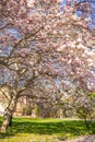 Magnolia blossom tree branches with flower petals in spring in Prague and blue sky Royalty Free Stock Photo