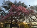 Magnolia Blossom in Washington DC.