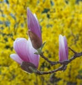 Magnolia Blossom Royalty Free Stock Photo