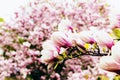 Magnolia blossoming flowers in spring time in garden