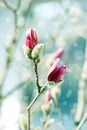 Magnolia blossoming over blurred background