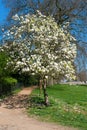 Magnolia blossoming