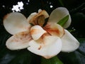 Magnolia blossoming in the rain