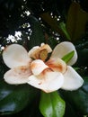 Magnolia blossoming in the rain