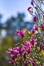 Magnolia blossoming in the spring in the garden