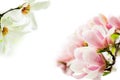 Magnolia blossoming in two corners Royalty Free Stock Photo