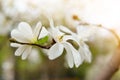 White magnolia blossoms. Blooming magnolia tree branch with large white flowers. Flowering