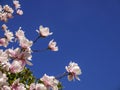 Magnolia blossoms and blue sky