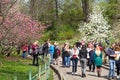 Magnolia blossoms in the Botanical Garden in Kiev Royalty Free Stock Photo