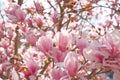 Magnolia blossoms with bright background. Royalty Free Stock Photo