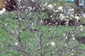 Magnolia blossoms on a bush against the background