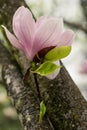 Magnolia Blossoms Flowers in spring Romania Royalty Free Stock Photo