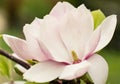 Magnolia Blossoms Flowers in spring Romania Royalty Free Stock Photo