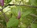 Magnolia blossoms in the park of a subtropical city. Pink magnolia petals on a branch on a sunny spring day against a Royalty Free Stock Photo